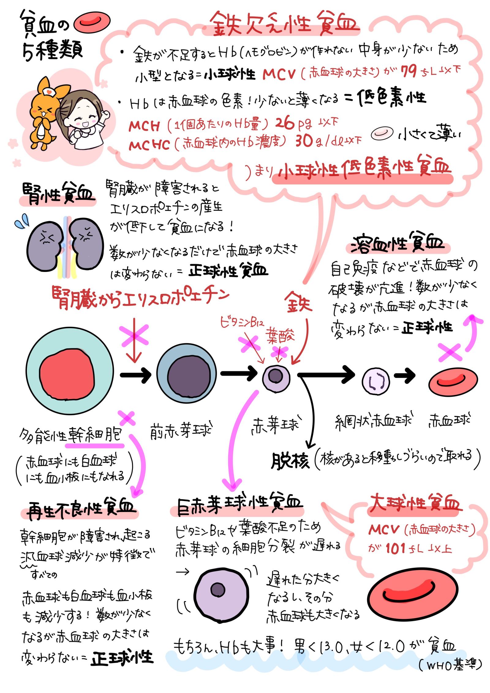 Hb以外も見よう！貧血5種　解説画像