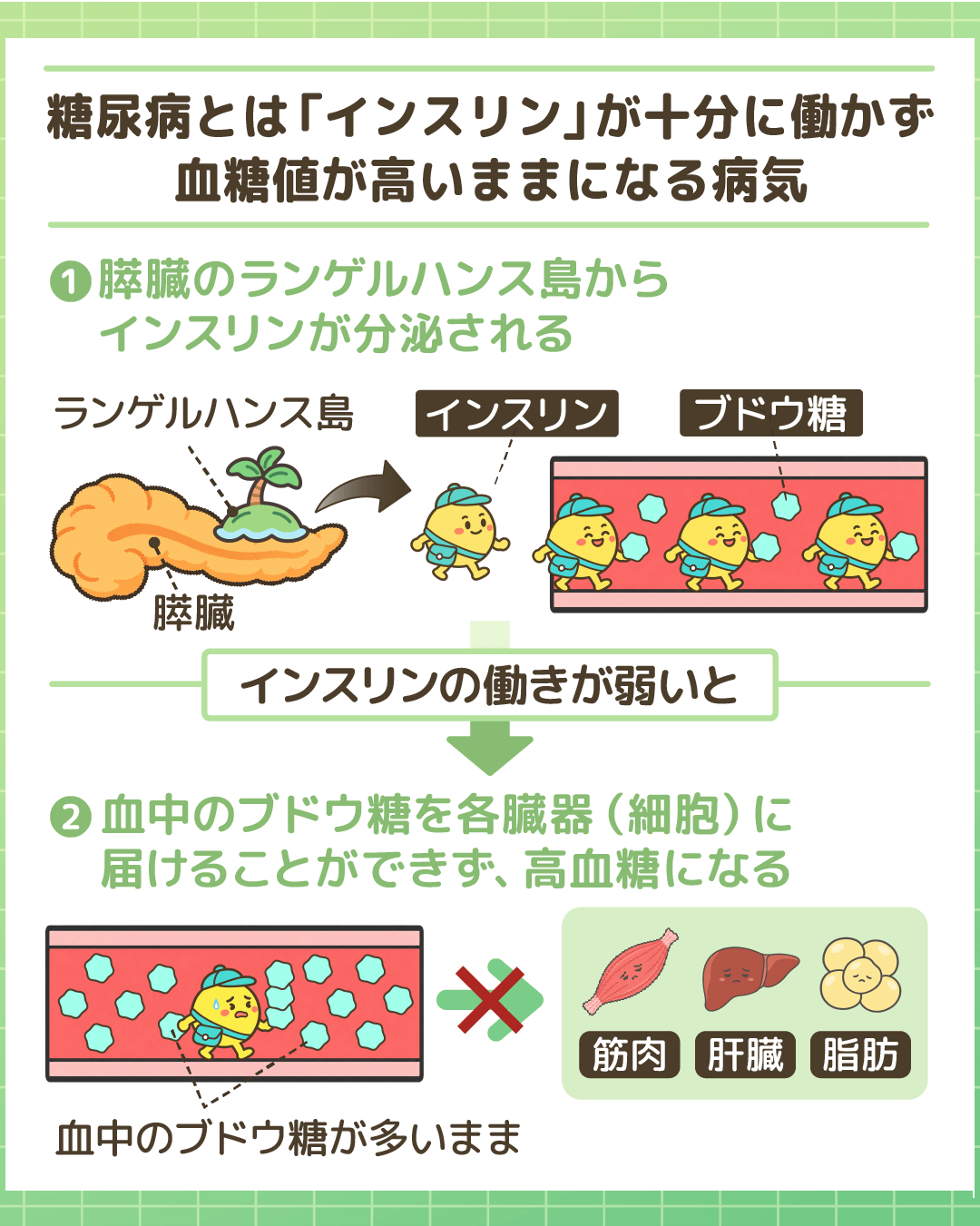 糖尿病の仕組みの解説図。「糖尿病とはインスリンが十分に働かず血糖値が高いままになってしまう病気」。1.膵臓のランゲルハンス島からインスリンが分泌され、血中のブドウ糖を運ぶ。2.インスリンの働きが弱いと、血中のブドウ糖を筋肉・肝臓・脂肪などの各臓器や細胞に届けることができず、高血糖になる。