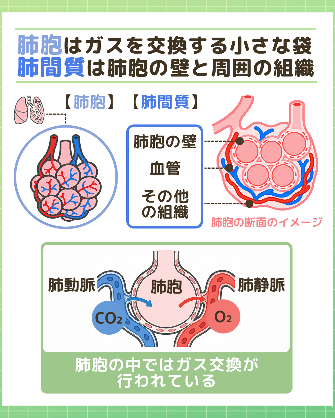図解：肺胞はガスを交換する小さな袋 肺間質は肺胞の壁と周囲の組織。正常な肺胞と、肺胞の壁・血管・その他の組織で構成される肺間質のイラスト。下部には肺動脈からのCO2排出と肺静脈へのO2取り込みによるガス交換のしくみを図示。
