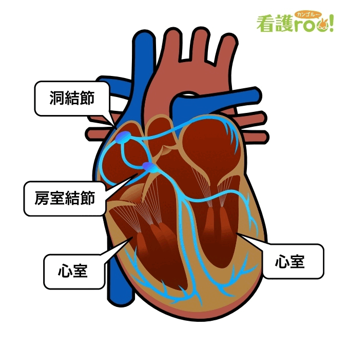 刺激伝導系に電気信号が伝わるときのイメージ