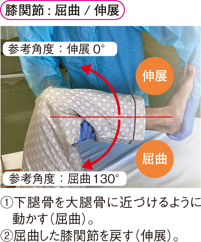 膝関節 : 屈曲 / 伸展