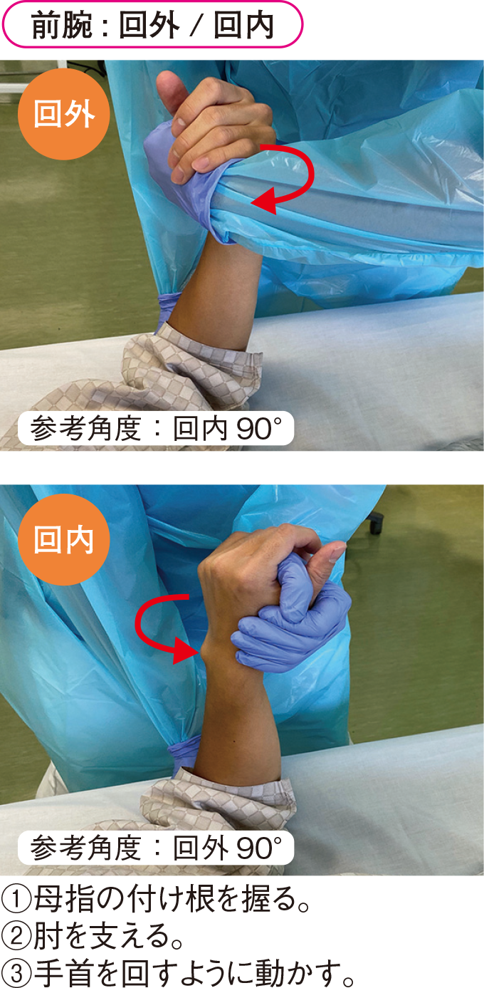 肘関節 : 屈曲 / 伸展