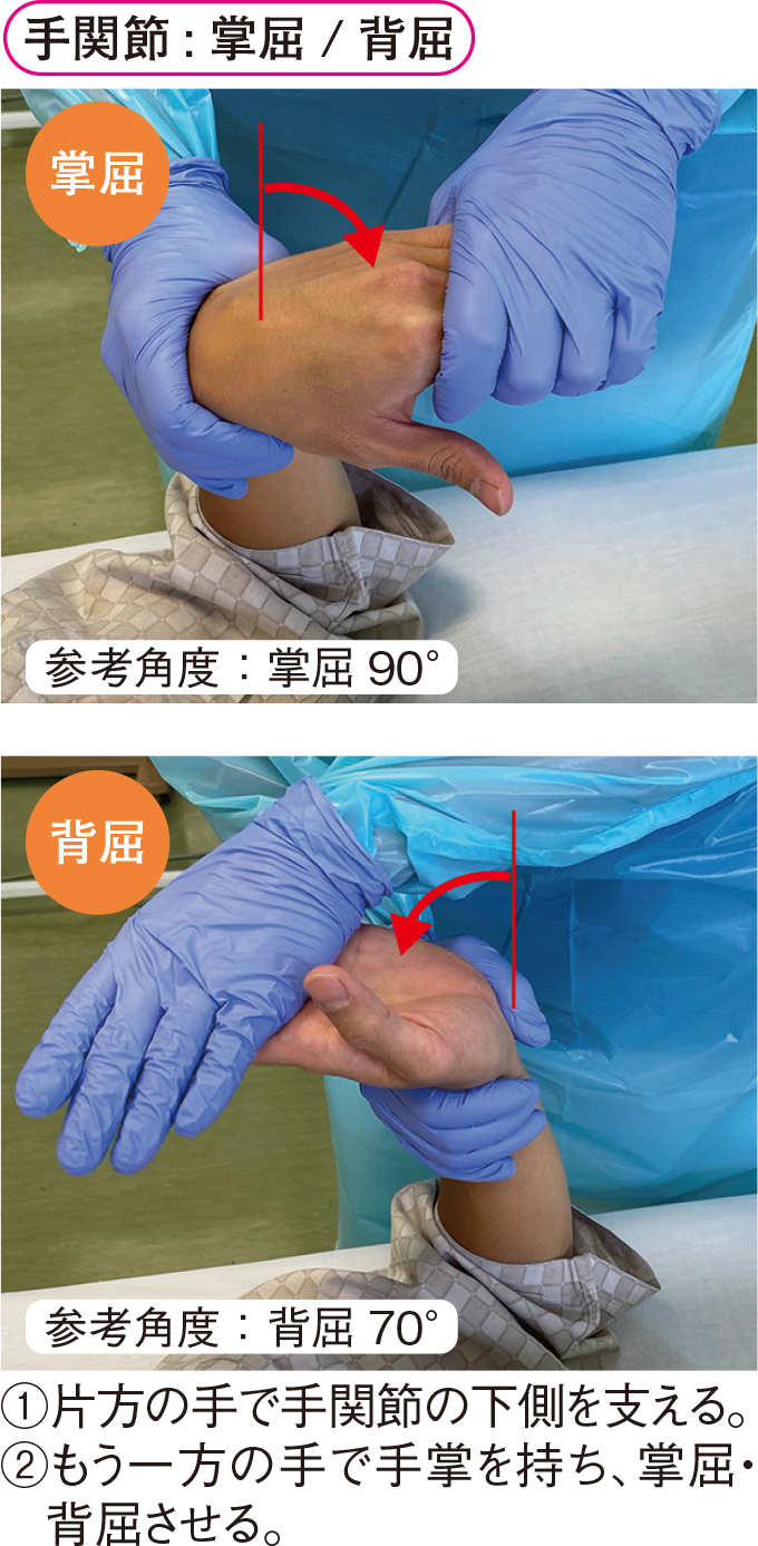 手関節 : 掌屈 / 背屈