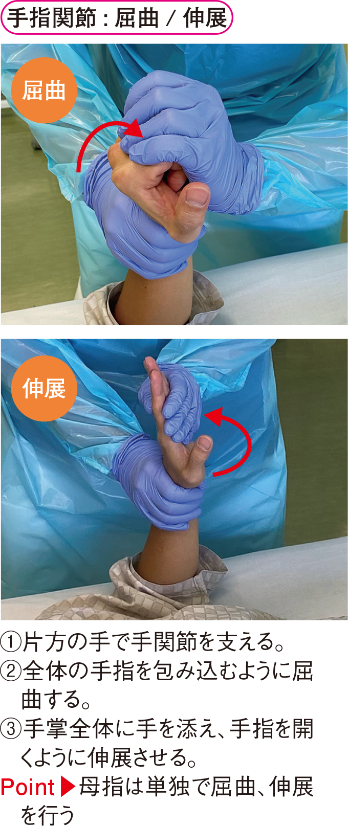 手指関節 : 屈曲 / 伸展