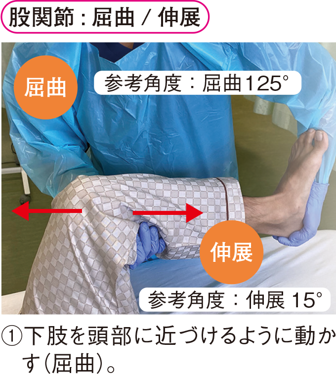 股関節 : 屈曲 / 伸展