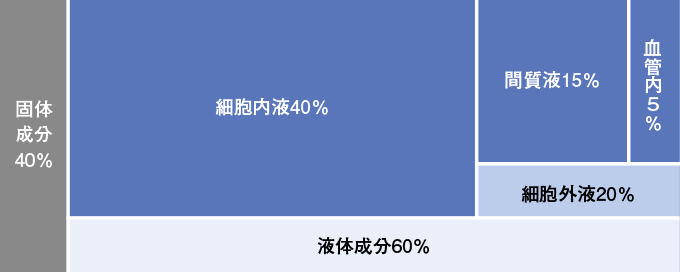 体液のコンパートメント