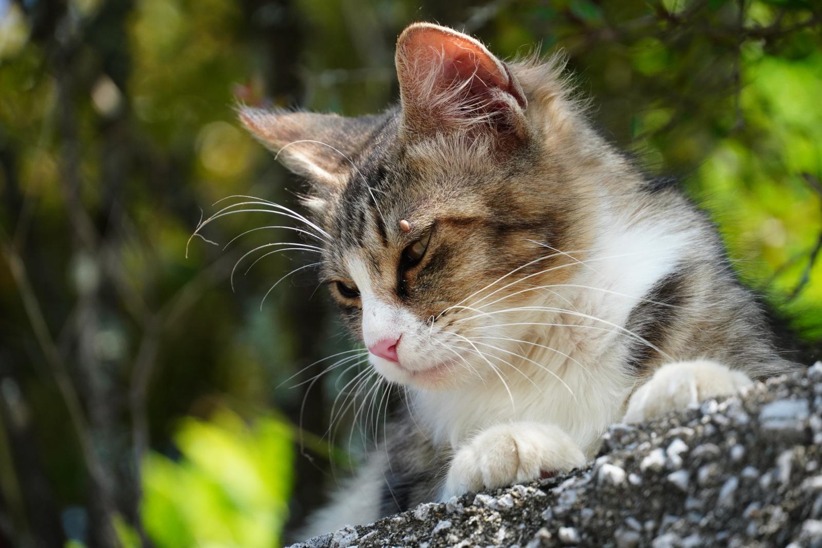 ダニに刺されている猫のイメージ画像