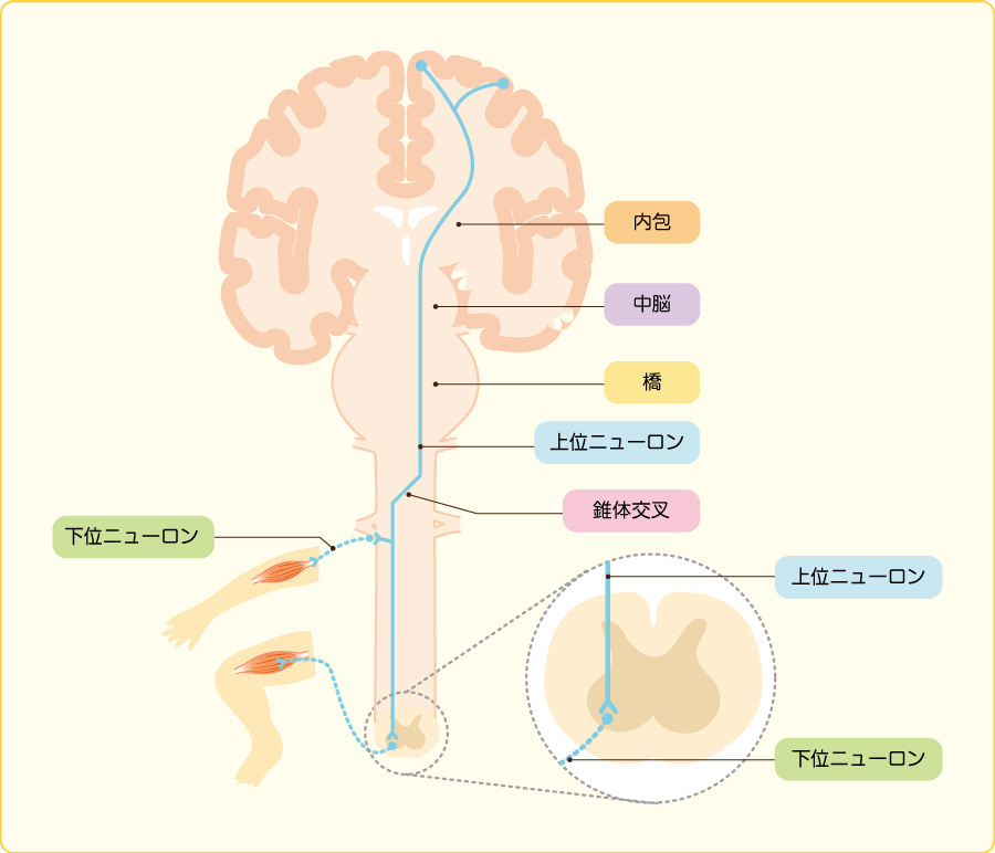 クッシング反射 Cushing reflex JapaneseClass.jp