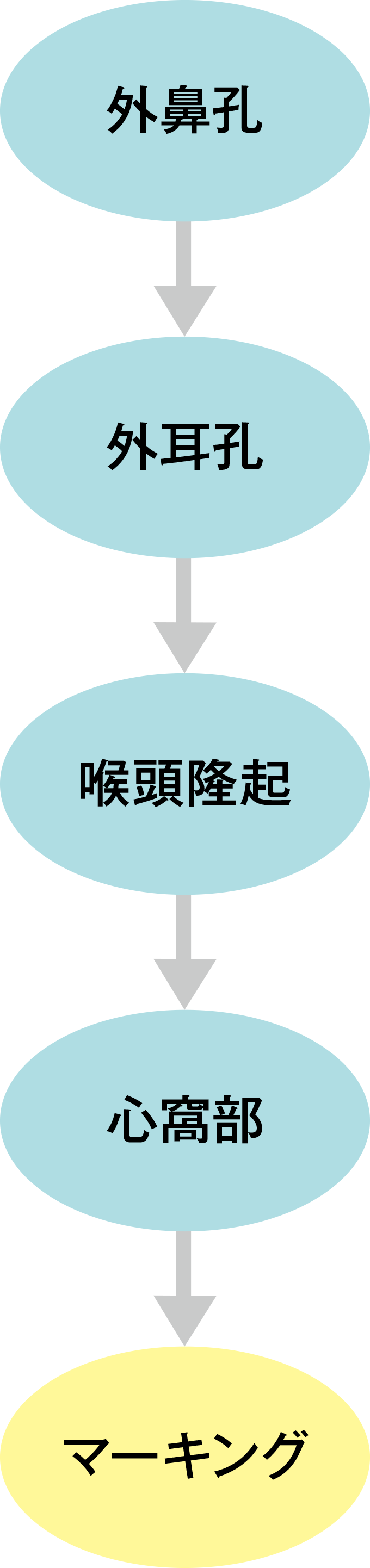 チューブ挿入の長さ測定の手順
