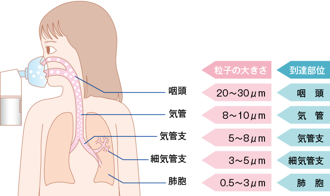 薬剤の粒子の大きさと到達部位