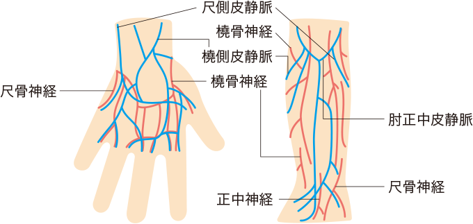前腕部の静脈と神経の走行を表したイラスト