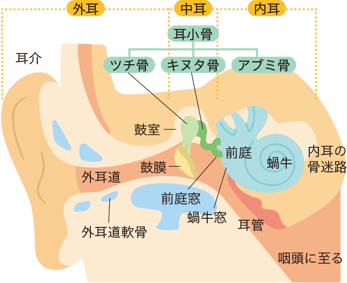 耳の解剖を表した図