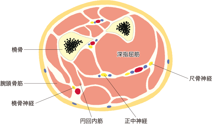 前腕の解剖を表した図