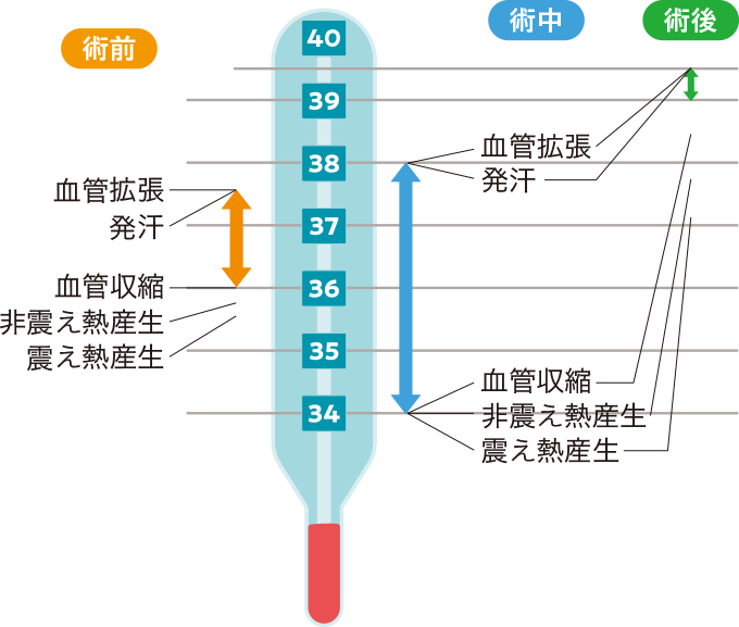術前・術中・術後の閾値間域の変化と自律性体温調節反応を表した図
