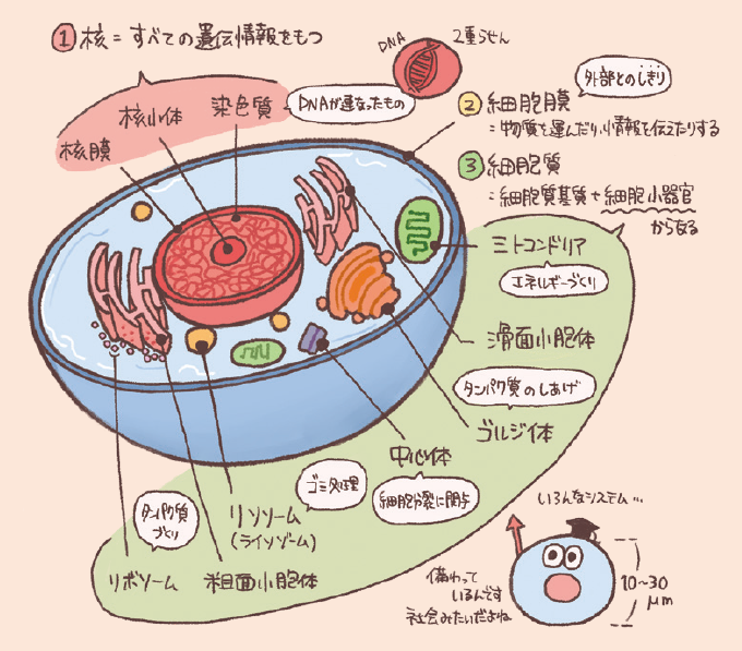 細胞の模式図。細胞全体が青い器状に描かれ、中心には赤い核がある。 ① 核=すべての遺伝情報をもつ。核膜・核小体・染色質(DNAが連なったもの)で構成されている。 ② 細胞膜=外部とのしきり。物質を運んだり、情報を伝えたりする。 ③ 細胞質=細胞質基質+細胞小器官からなる。 細胞小器官:ミトコンドリア(エネルギーづくり)、滑面小胞体、ゴルジ体(タンパク質のしあげ)、中心体(細胞分裂に関与)、リソソーム(ライソゾーム・ゴミ処理)、粗面小胞体、リボソーム(タンパク質づくり)