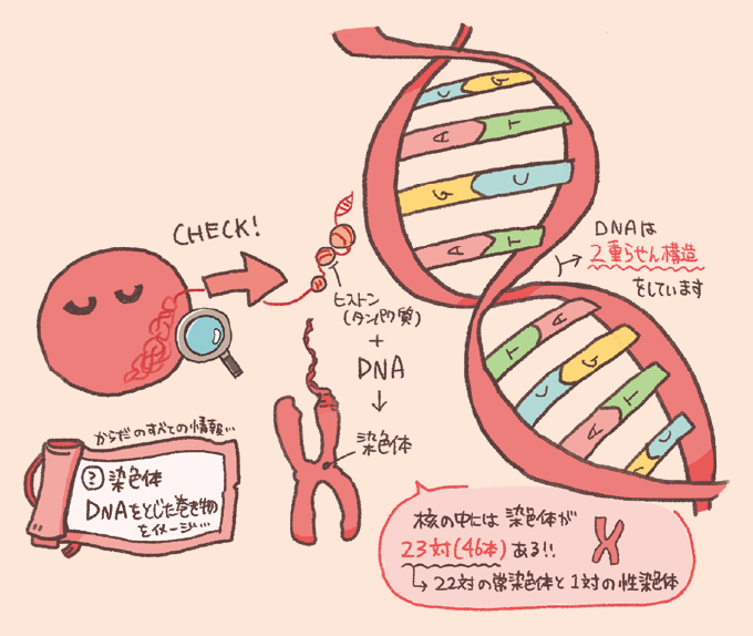 DNAと染色体の構造を説明するイラスト。 右側にはDNAの二重らせん構造が描かれ、左側にはDNAがヒストン(タンパク質)に巻き付いて染色体を形成する過程が示されている。人間の細胞の核には23対(46本)の染色体(22対の常染色体と1対の性染色体)が存在することが注記されている。