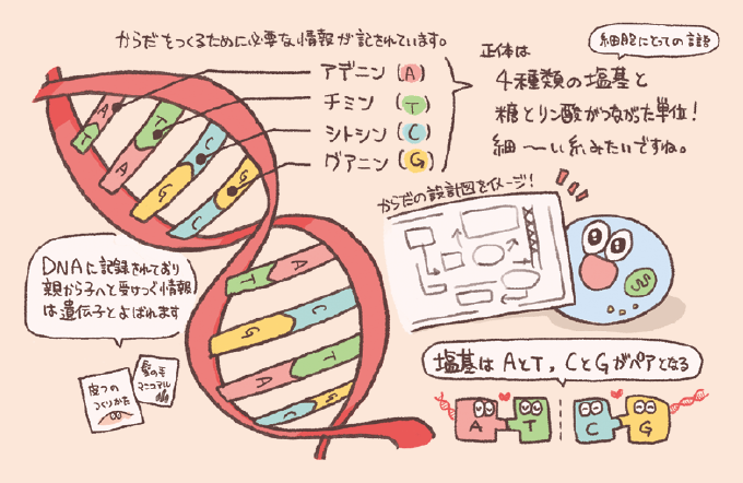 DNAの二重らせん構造と機能を説明するイラスト。 アデニン(A)、チミン(T)、シトシン(C)、グアニン(G)の4種類の塩基と、糖とリン酸が繋がった単位がDNA。AとT、CとGがペアとなって結合するルールがある。DNAはからだをつくるために必要な情報が記されている設計図であり、親から子へ伝わる情報は「遺伝子」と呼ばれる。
