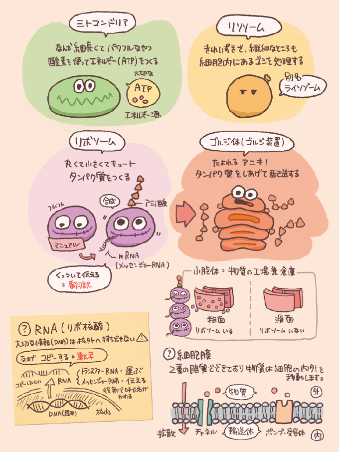 細胞小器官と遺伝情報の流れを説明するイラスト。 ミトコンドリア:なんか細長くてパワフルなやつ。酸素を使ってエネルギー(ATP)を作る。 リソソーム:きれいずきで、繊細なところも。細胞にあるゴミを処理する。別名ライソゾーム。 リボソーム:丸くて小さくてキュート。タンパク質をつくる。 ゴルジ体(ゴルジ装置):たよれるアニキ!タンパク質をしあげて配送する。 小胞体:物質の工場兼倉庫(粗面・滑面)。 RNA(リボ核酸):大切な情報(DNA)は核外へ持ち出せないためコピーしたもの(転写)。 運ぶ役割を持つものはトランスファーRNA、伝える役割を持つものはメッセンジャーRNA(役割で呼び名が変わる。) 細胞膜:2重の脂質でできており物質は細胞の内外を移動します。