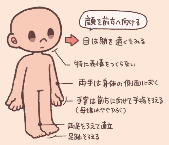 解剖学的肢位(標準肢位)を示す全身のイラスト。 顔を前に向け、目を遠くを見つめるように開き、特に表情をつくらない。両手を身体の側面に置き、手のひらを前方に向けて手指をそろえる。両足、足跡を揃えて直立する。