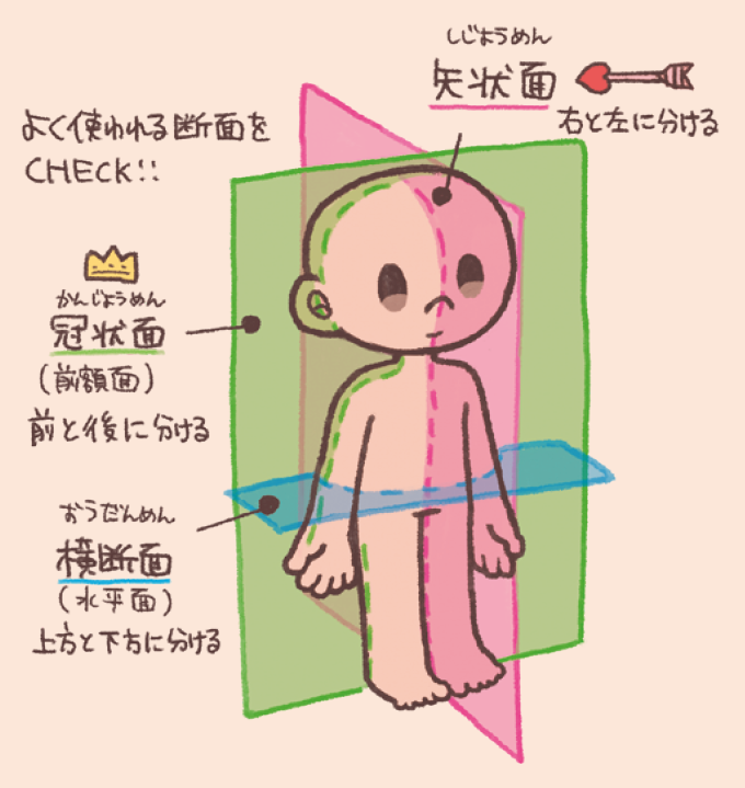 解剖学的平面を示すイラスト。矢状面(赤色):右と左に分ける。冠状面(緑色・前額面):前と後に分ける。横断面(青色・水平面):上方と下方に分ける。