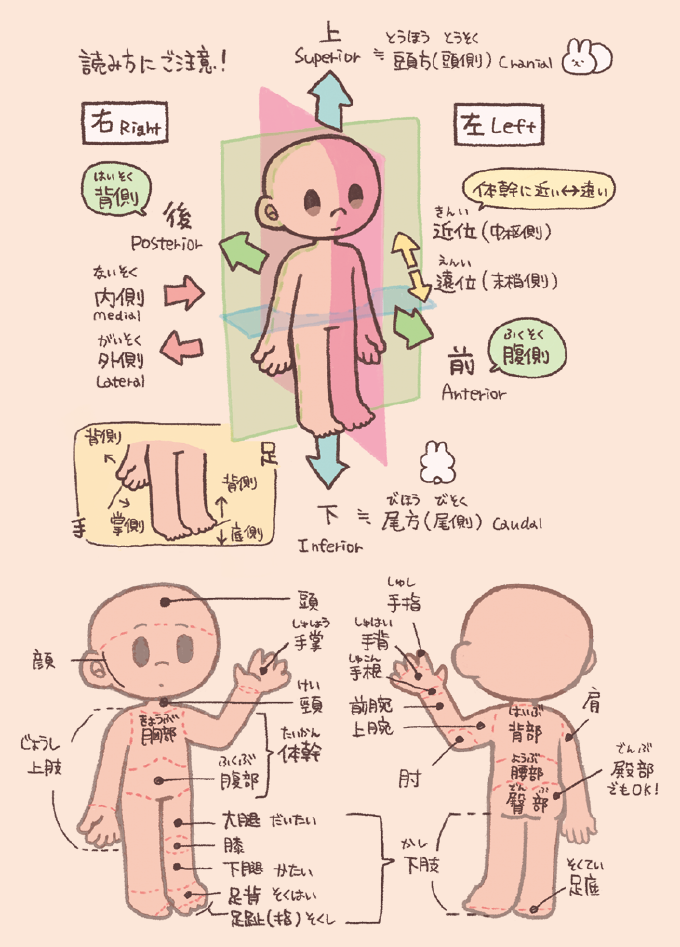解剖学で用いられる位置を示す用語を示すイラスト。 上下≒頭方(頭側)/尾方(尾側)。前後:腹側/背側。左右:内側/外側。体幹に近い↔遠い :近位(中枢側)/遠位(末梢側)。足:背側/底側。手:背側/掌側