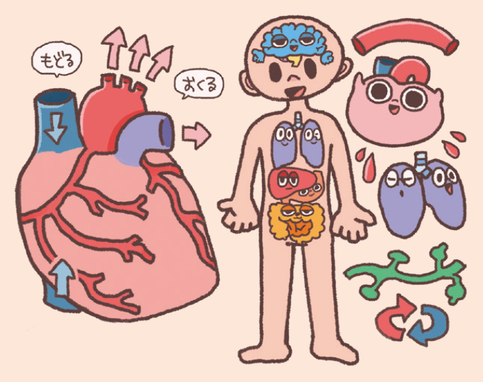 人体の臓器と循環器系の概略を示すイラスト。人物の体内に脳、肺、心臓、肝臓、胃、腸が配置されている。左側には心臓の大きなイラストがあり、「おくる」と「もどる」の矢印で血液循環の働きが示されている。