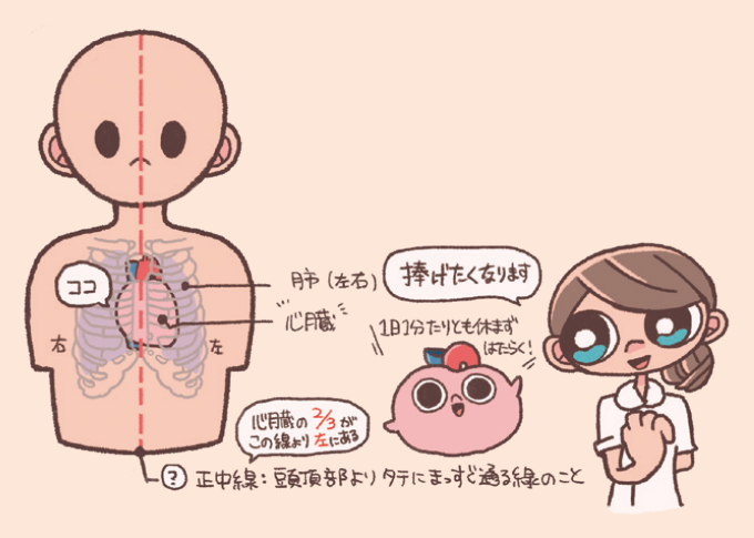 胸腔内の心臓と肺の位置を示すイラスト。人体の中央を走る正中線(頭頂部よりタテにまっすぐ通る線)が示され、心臓の約2/3がこの線より左側にあることが示されている。