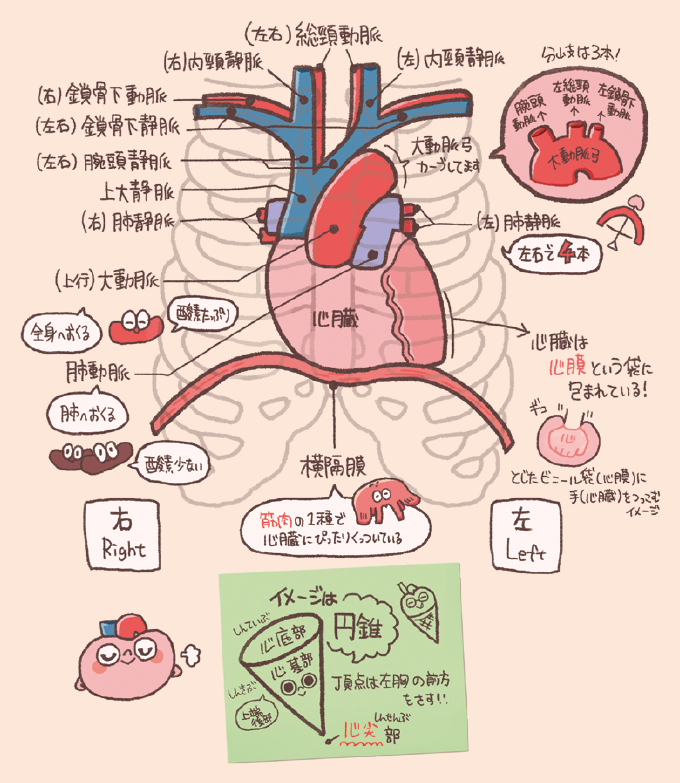 心臓の解剖学的構造と大血管を示すイラスト。心臓は心膜に包まれ、その下には横隔膜がある。心臓からは大動脈(全身へ酸素を多く含む血液を送る)と肺動脈(肺へ酸素の少ない血液を送る)が出ており、上大静脈や肺静脈(左右4本)が心臓に戻る様子が図示されている。心臓の形状は円錐形で、その頂点である心尖部が左胸の前方を向いていることが解説されている。