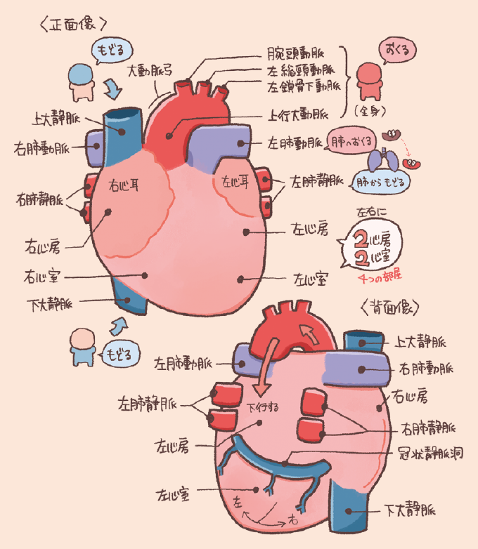 心臓の正面像と背面像を示す詳細な解剖図。心臓は右心房、右心室、左心房、左心室の4つの部屋で構成されている。正面図では、右心房に上大静脈と下大静脈が、左心室から大動脈弓が接続されている様子が描かれ、背面図では左右の肺静脈が左心房へ血液を注ぐ様子と冠状静脈洞が示されている。