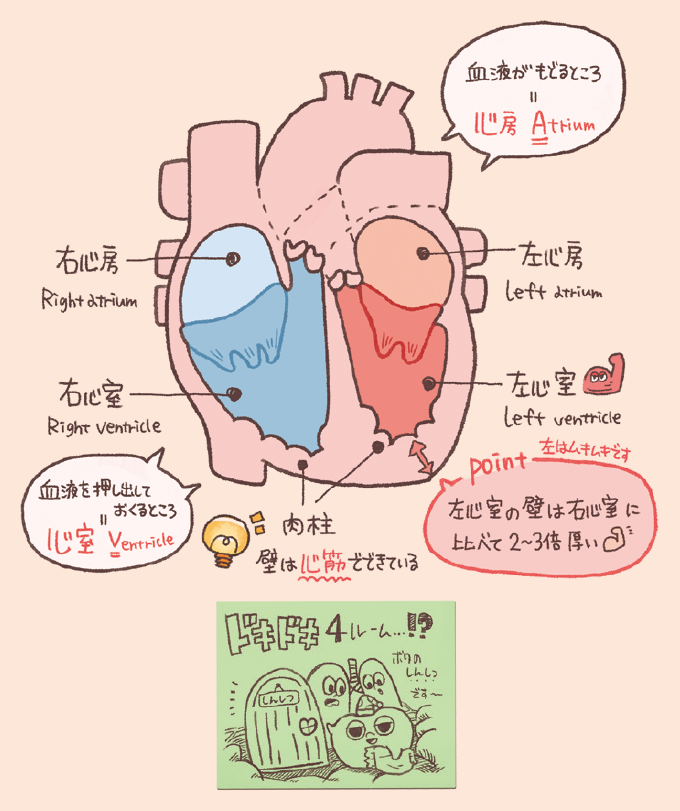 心臓の断面図と4つの部屋(心房・心室)の構造を示すイラスト。血液を受け入れる心房 (Atrium)(右心房、左心房)と、血液を送り出す心室 (Ventricle)(右心室、左心室)が示されている。特に、左心室の壁が右心室に比べて2〜3倍厚い(全身に血液を送るため)という構造的な特徴が強調されている。