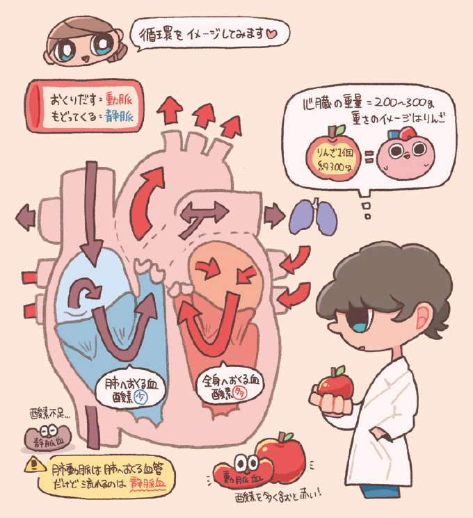 血液の循環経路を示すイラスト。心臓の断面図において、右心(青)が酸素不足の血液を肺へ送り、左心(赤)が酸素たっぷりの血液を全身へ送る経路が矢印で示されている。血管は「おくりだす=動脈」、「もどってくる=静脈」と定義され、肺動脈には静脈血が流れるというポイントも注記されている。心臓の重さは200〜300 g(りんご1個分)。