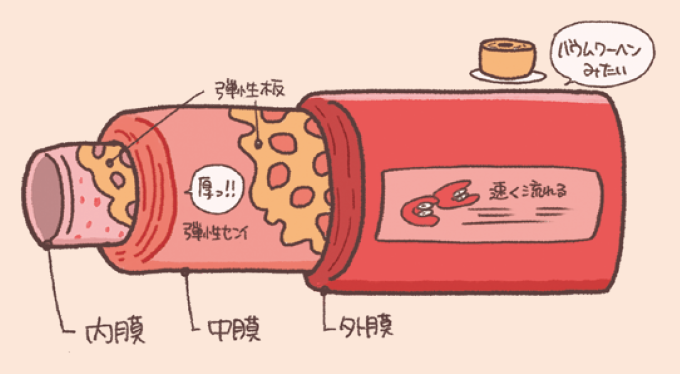 動脈は壁が厚く弾力性に富み、速く流れる血液を高い圧力で全身に送り出す役割を持つ