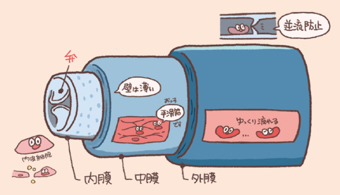 静脈は壁が薄く、ゆっくり流れる血液を心臓に戻す役割を果たし、逆流防止弁がある