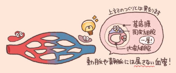 毛細血管 (Capillary) は、動脈や静脈とは異なる構造を持つ一層の内皮細胞とそれを覆う基底膜・周皮細胞からなり、動脈と静脈をつなぎ、物質交換を行う血管である。