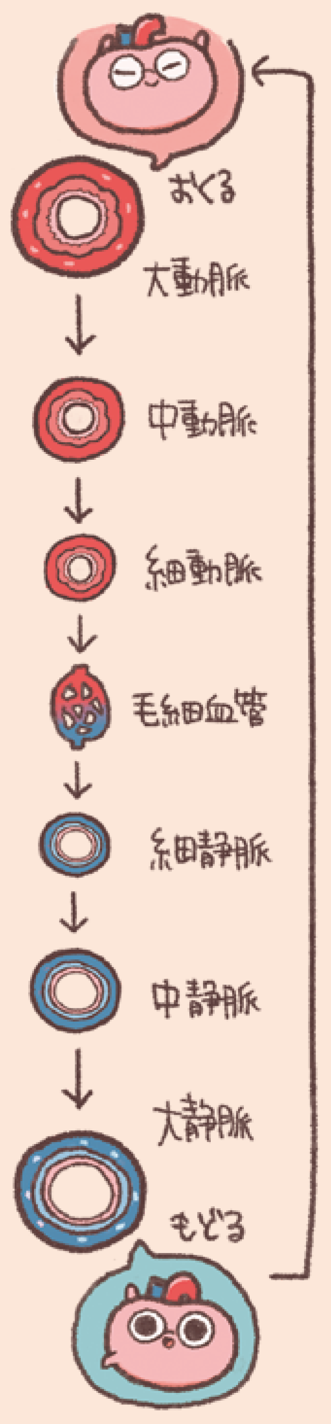 血液は、心臓から出発して大動脈から中動脈、細動脈へと枝分かれしながら血管が細くなり、毛細血管で物質交換を行った後、細静脈、中静脈、大静脈へと合流しながら血管が太くなり心臓へと戻る。