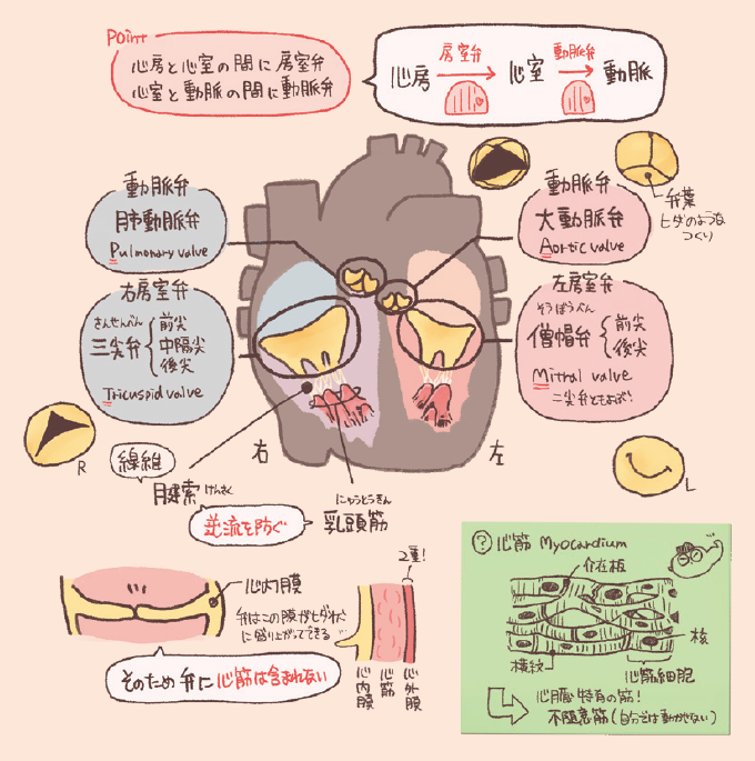 心臓には、血液が逆流するのを防ぐために心房と心室の間(三尖弁・僧帽弁)および心室と動脈の間(肺動脈弁・大動脈弁)に弁があり、壁は骨格とは繋がらずに自律的に拍動する不随意筋である心筋からなる。
