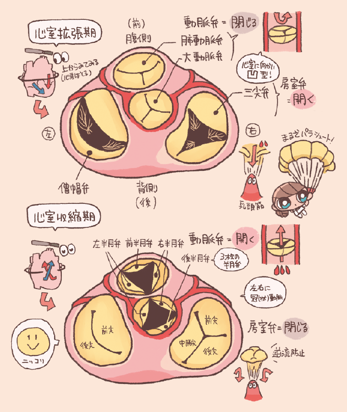 心室拡張期には房室弁が開いて動脈弁が閉じ、心室収縮期には房室弁が閉じて動脈弁が開くことで、血液の逆流を防ぎ一方向の流れを作り出す。