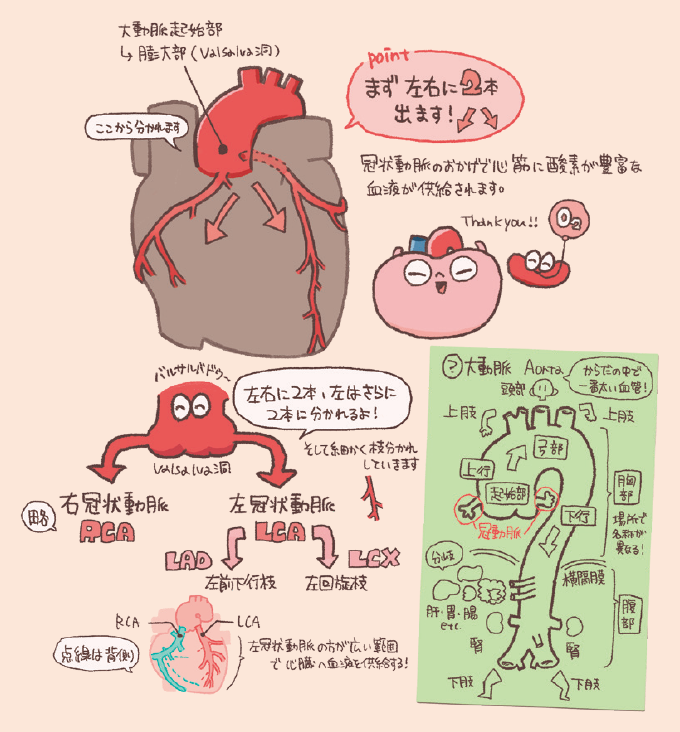 肝静脈のはたらきは、心臓自身に酸素と栄養を供給するため、大動脈の起始部（バルサルバ洞）から左右に2本の冠状動脈が出て、それぞれさらに細かく分枝しながら心筋を巡っている。