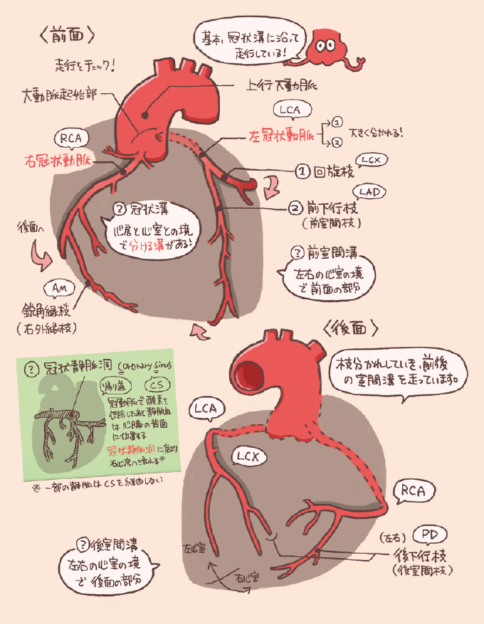 心臓の大動脈起始部から出る右冠状動脈（RCA）と左冠状動脈（LCA）は、心房と心室の境目である冠状溝や、心室間の溝である前室間溝・後室間溝などに沿って心筋の表面を走り、血液を供給している。