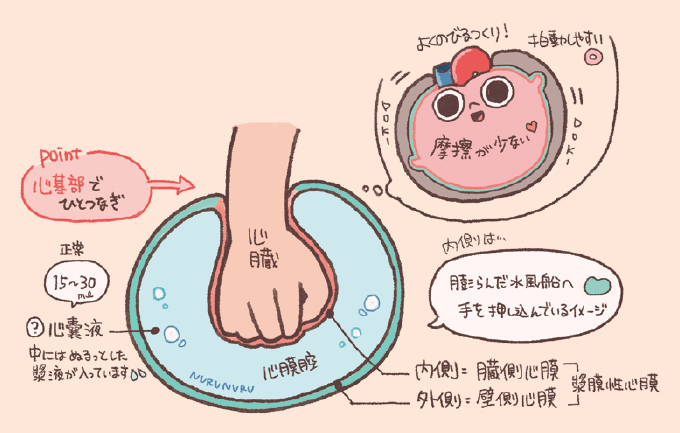 肝静脈のはたらきは、心臓自身に酸素と栄養を供給するため、大動脈の起始部（バルサルバ洞）から左右に2本の冠状動脈が出て、それぞれさらに細かく分枝しながら心筋を巡っている。