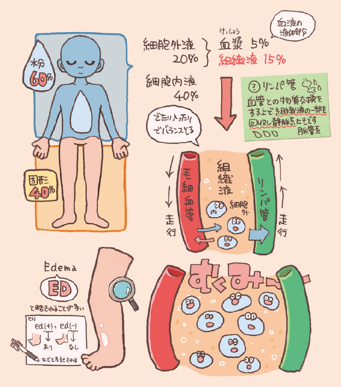 成人の体組成において水分が約60%を占めることや、その内訳である細胞内液・外液の割合を解説している。毛細血管やリンパ管と細胞の間で水分バランスが崩れ、組織液が過剰に溜まることで起こる「むくみ(浮腫)」の仕組みの図解。