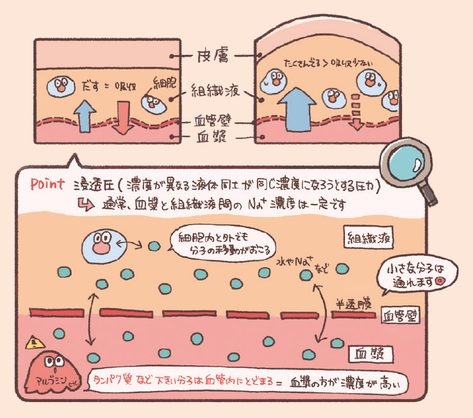 血漿と組織液の間で行われる、浸透圧(濃度を一定に保とうとする力)による水分の移動の解説