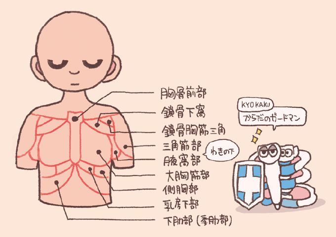 胸部の名称の解説