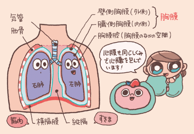 胸郭を構成する骨格(胸椎、胸骨、肋骨)と、その内部に収まる肺の位置関係。 心臓を挟むように位置する右肺と左肺、およびそれらを保護する骨組みの構造。