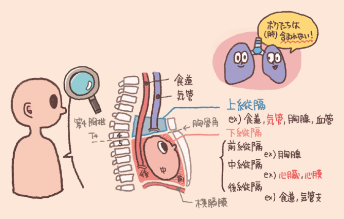 左右の肺の間にある空間「縦隔」の範囲と、その中に含まれる臓器の解説画像。 食道や気管がある「上縦隔」や、心臓がある「中縦隔」など、第4胸椎の高さを境に細かく領域が分類されていることが示されている。