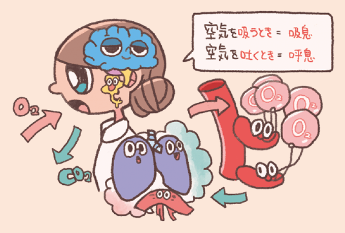 呼吸の仕組みを解説するイラスト。空気を吸うとき=吸息(きゅうそく)。空気を吐くとき=呼息(こそく)。体外から酸素(O2)を取り込み、二酸化炭素(CO2)を出す様子が描かれています。肺のキャラクターがこれらを取り込み、赤血球のキャラクターが酸素(O2)を運搬するイメージや、脳がそれらをコントロールしている様子が図解されています。