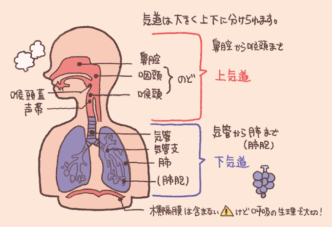 呼吸器系の概要を解説するイラスト。気道は大きく上下に分けられ、「上気道」は鼻腔から咽頭・喉頭まで(のど)を指し、「下気道」は気管から気管支・肺(肺胞)までを指すと図解されています。断面図には鼻腔、咽頭、喉頭、喉頭蓋、声帯、気管、気管支、肺、肺胞の各部位名称が記されています。また、下部には横隔膜が描かれ、「横隔膜は含まないけど呼吸の生理で大切!」という補足があります。