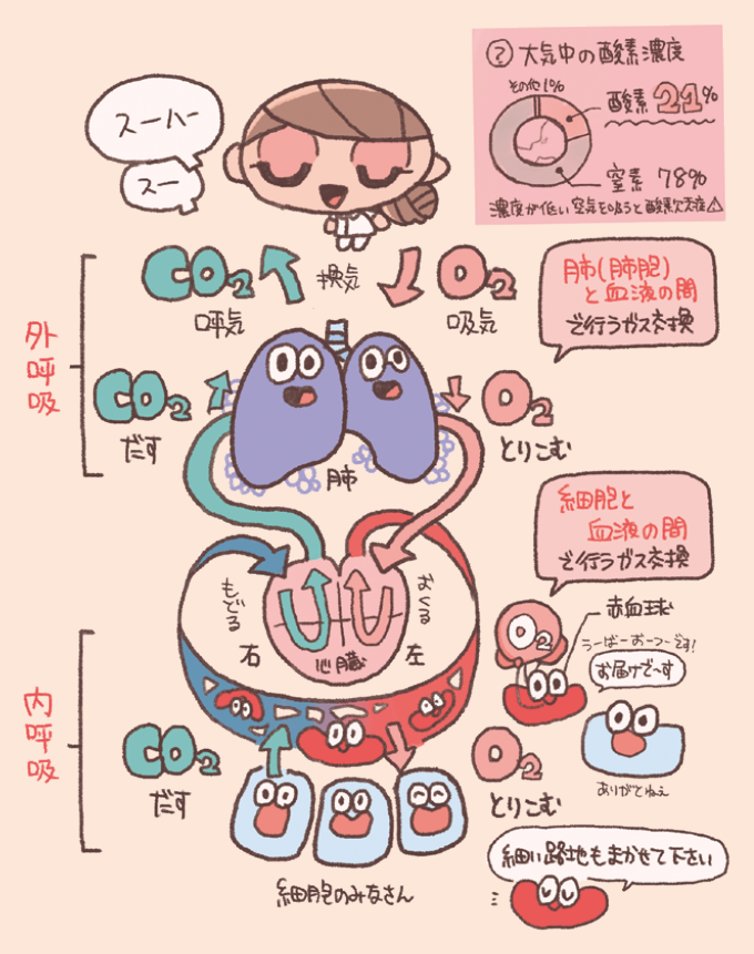 外呼吸と内呼吸の仕組みを解説するイラスト。右上には大気中の成分割合を示す円グラフがあり、窒素78%、酸素21%、その他1%と記されています。中央の「外呼吸」は、肺(肺胞)と血液の間で行うガス交換を指し、酸素(O2)を取り込み二酸化炭素(CO2)を出す様子が描かれています。下部の「内呼吸」は、細胞と血液の間で行うガス交換を指し、赤血球が細胞へ酸素を届け、細胞から二酸化炭素を回収する様子が図解されています。血液は、肺から心臓の左側を経て細胞へ送られ、細胞から心臓の右側を経て肺へ戻る循環の流れが示されています。