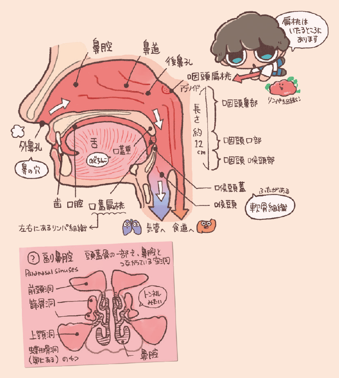 上気道について解説するイラスト。断面図には、外鼻孔(鼻の穴)、鼻腔、鼻道、後鼻孔、口腔、舌、口蓋垂(のどちんこ)、歯などの名称が記されています。のどの部分は「咽頭」と呼ばれ、上から咽頭鼻部(アデノイド・咽頭扁桃がある)、咽頭口部(口蓋扁桃がある)、咽頭喉頭部の3つに分かれ、全体の長さは約12cmと説明されています。その下で空気は気管へ、食べ物は食道へ分かれる様子が描かれ、喉頭蓋という軟骨組織のふたがあることも示されています。下部の別枠では「副鼻腔」として、前頭洞、篩骨洞(しこつどう)、上顎洞、蝶形骨洞(ちょうけいこつどう)の4つの空洞が図解されています。