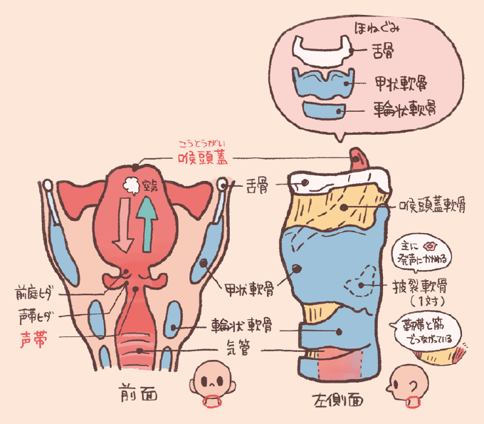 喉頭の構造を前面と左側面から示した解説図。上部には「ほねぐみ」として、上から舌骨、甲状軟骨、輪状軟骨の重なりが示されています。前面図(左側)では、喉頭蓋、舌骨、甲状軟骨、輪状軟骨、気管の配置と、内部にある前庭ヒダ、声帯ヒダ(声帯)の位置関係が描かれています。左側面図(右側)では、喉頭蓋軟骨、甲状軟骨、輪状軟骨に加え、主に発声に関わる「披裂(ひれつ)軟骨(1対)」が示され、これらが靱帯と筋でつながっていることが説明されています。